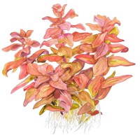 Rotala macrandra2